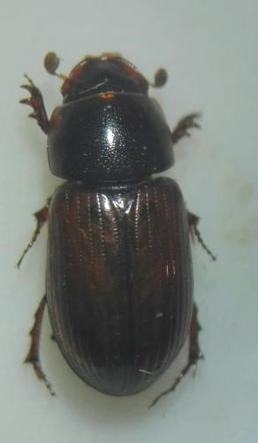 Aphodiinae