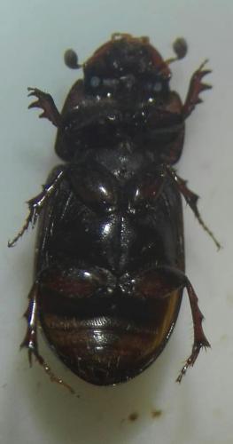 Aphodiinae