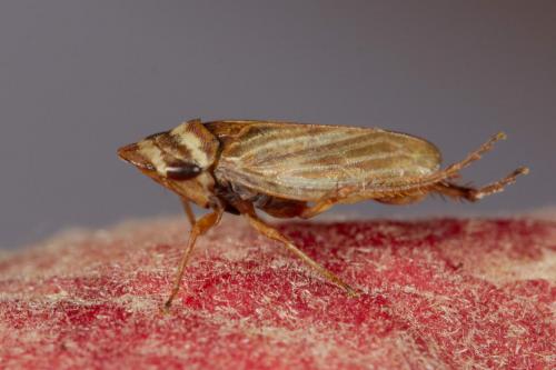 Aphrodes sp.