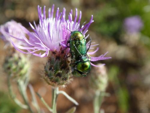 Cryptocephalus sp.