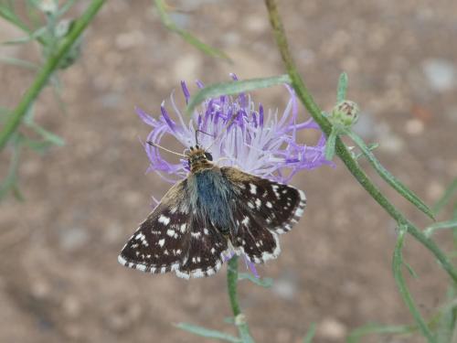 Réf. 271 098 : Spialia sertorius