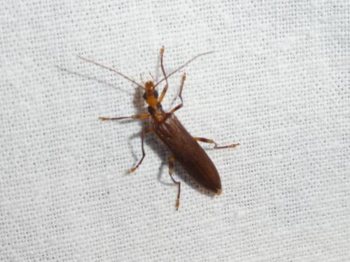 Réf. 271 134 : Oedemera femoralis
