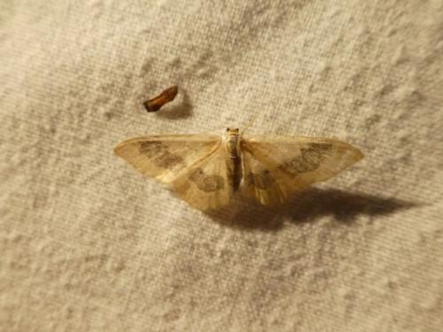 Réf. 271 124 : Idaea aversata