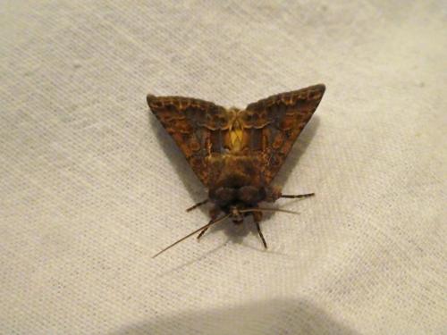 Thalpophila matura