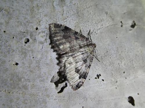 Réf. 271 202 : Triphosa dubitata
