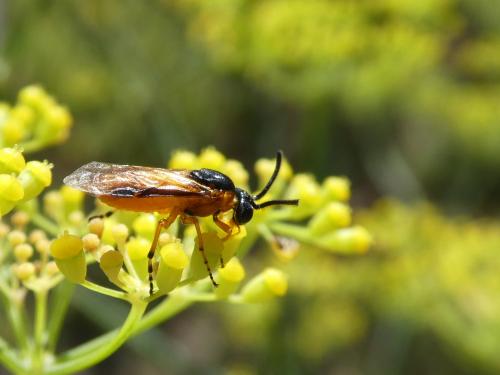Arge ochropus