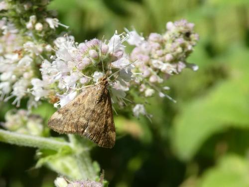 Pyrausta despicata