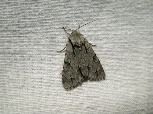 Réf. 271 361 : Acronicta sp.