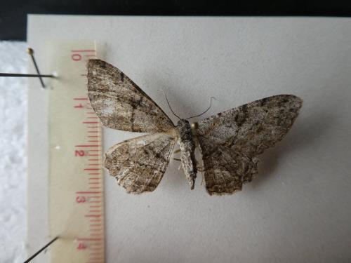 Peribatodes rhomboidaria
