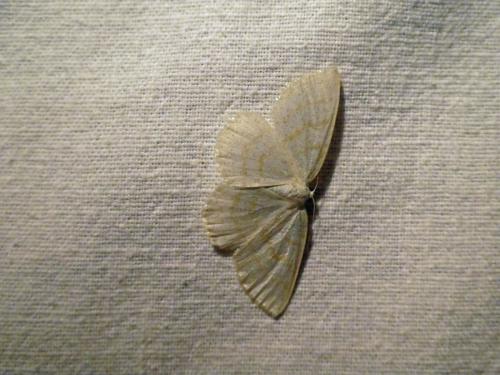 Réf. 271 368 : Cabera exanthemata