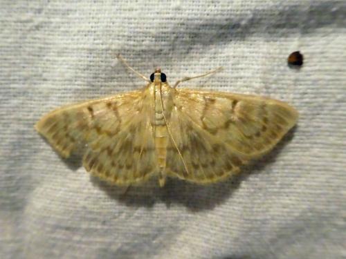 Réf. 271 370 : Pleuroptya ruralis