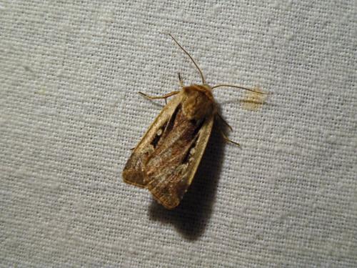 Ochropleura plecta