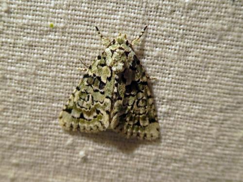 Nyctobrya muralis