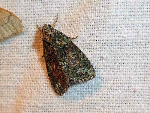 Réf. 271 473 : Cryphia algae