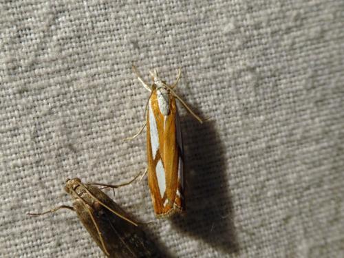 Catoptria sp.