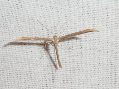 Réf. 271 671 : Emmelina sp.