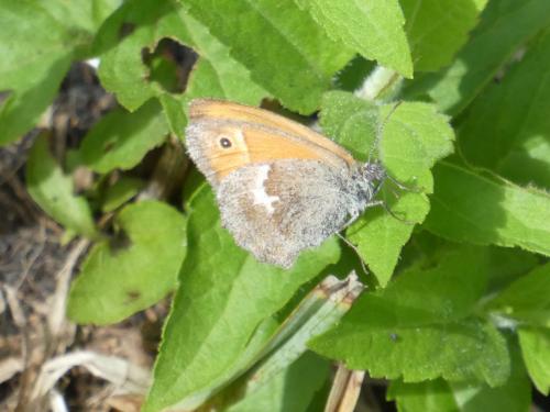 Réf. 271 711 : Coenonympha pamphilus