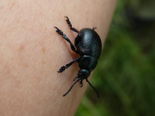 Timarcha goettingensis