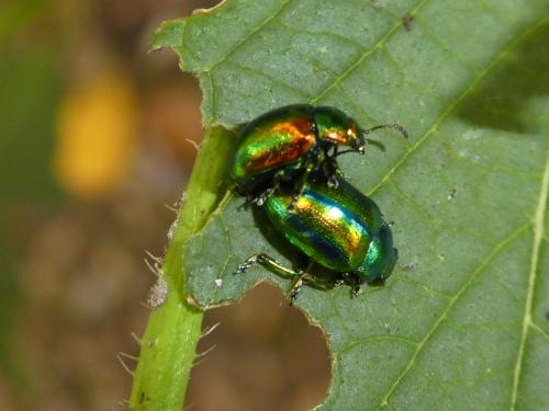 Chrysolina fastuosa