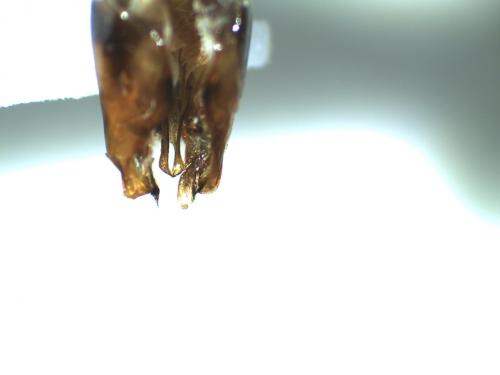 Réf. 271 953 : Dolichovespula omissa