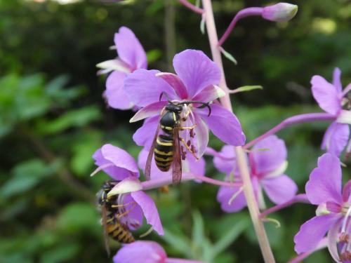 Réf. 271 952 : Dolichovespula omissa
