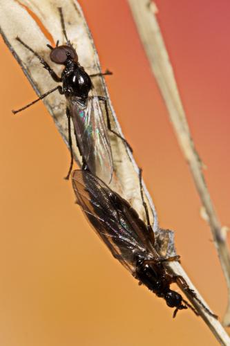 Réf. 271 282 : Dilophus clavicornus