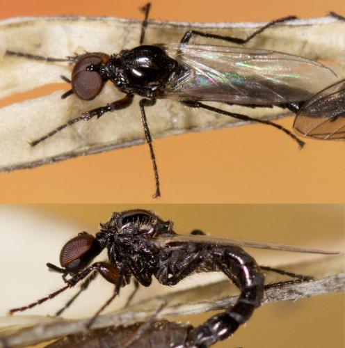 Réf. 271 284 : Dilophus clavicornus