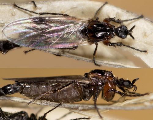Réf. 271 283 : Dilophus clavicornus