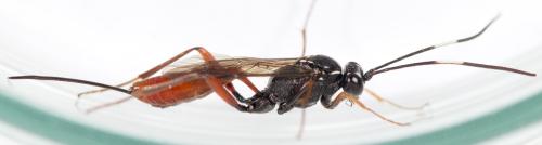 Réf. 271 549 : Mesostenus sp.