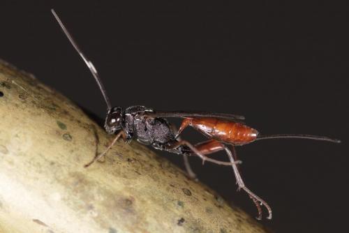 Réf. 271 550 : Mesostenus sp.