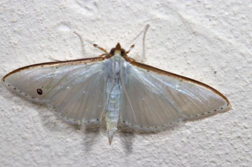 Palpita vitrealis