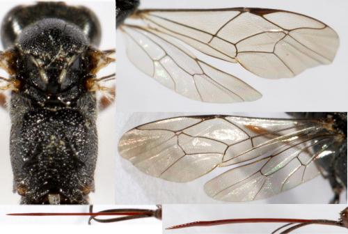 Réf. 271 685 : Mesostenus sp.