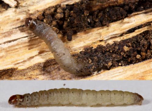 Esperia sulphurella