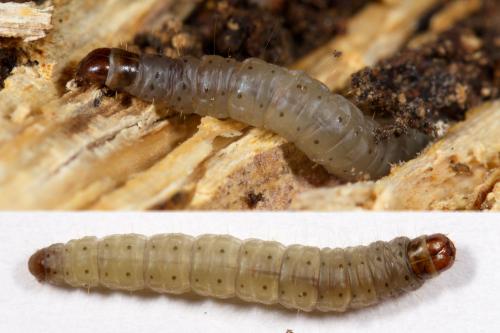 Esperia sulphurella