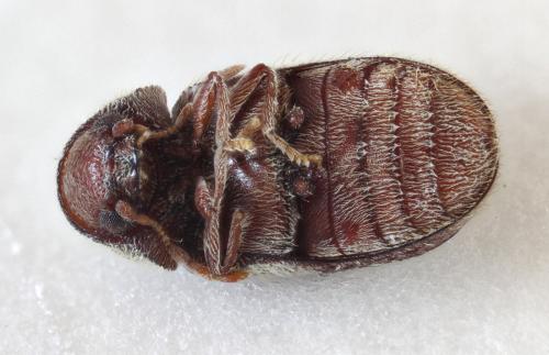 Stegobium paniceum