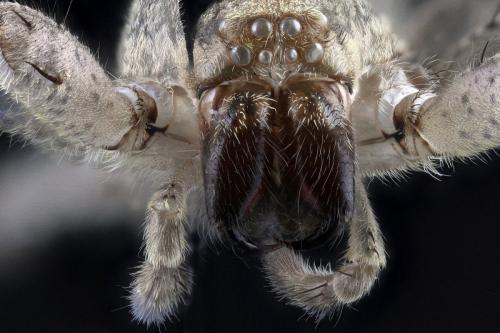 Zoropsis spinimana