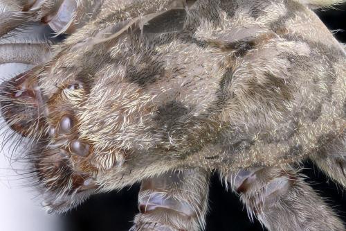 Zoropsis spinimana