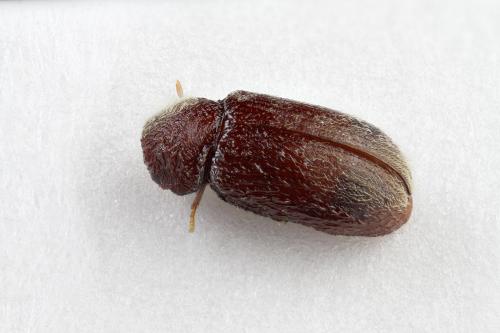 Stegobium paniceum