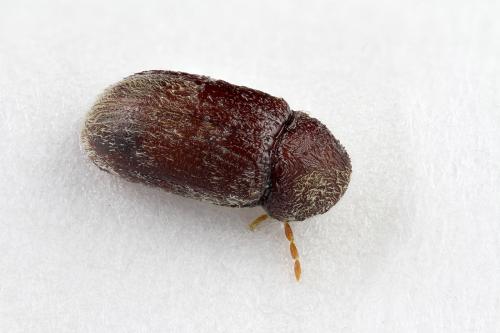 Stegobium paniceum