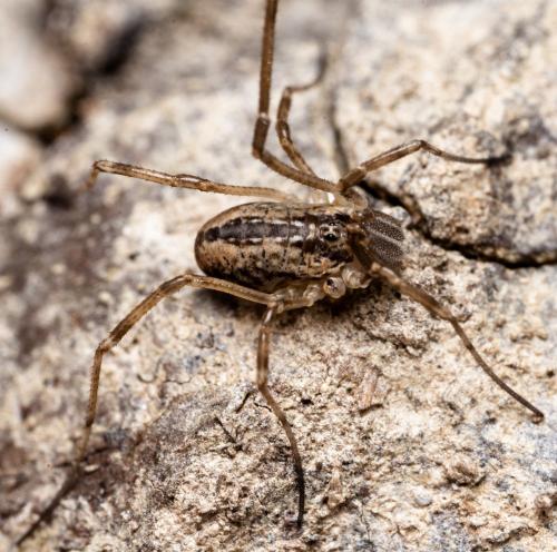 Réf. 271 170 : Dicranopalpus pulchellus