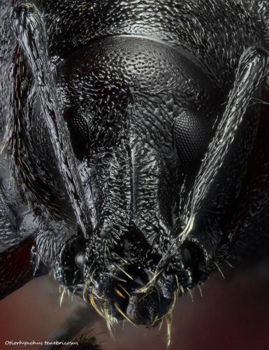 Otiorhynchus sp.