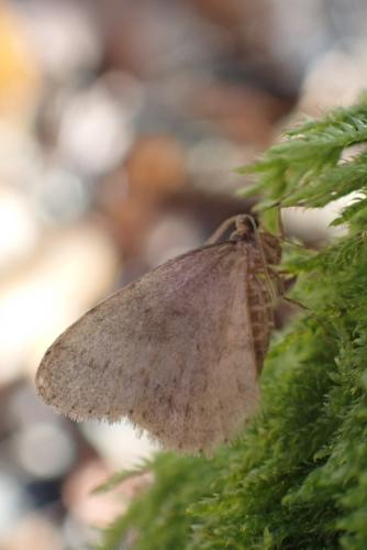 Operophtera brumata