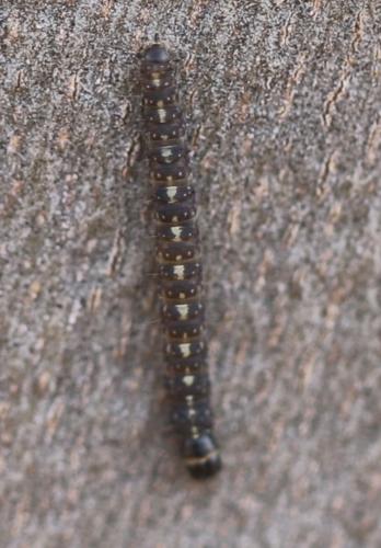 Réf. 271 137 : Crassa tinctella