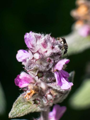Lasioglossum clypeare