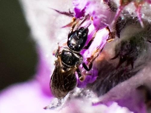 Lasioglossum clypeare