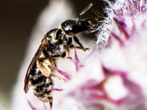 Lasioglossum clypeare