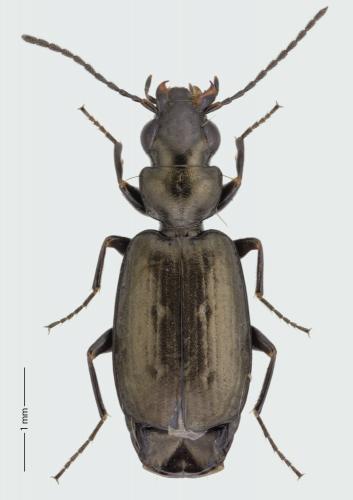 Syntomus foveatus