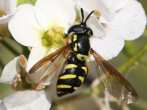 Réf. 271 695 : Chrysotoxum intermedium