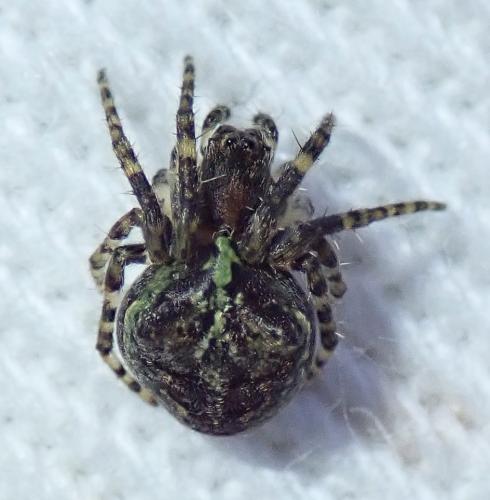 Réf. 271 052 : Gibbaranea gibbosa