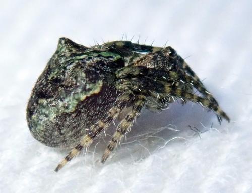 Réf. 271 053 : Gibbaranea gibbosa